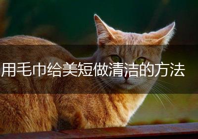 用毛巾给美短做清洁的方法
