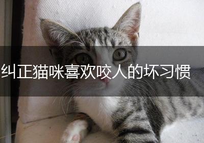 纠正猫咪喜欢咬人的坏习惯