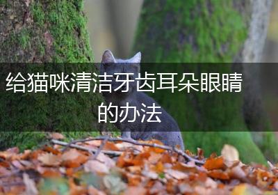 给猫咪清洁牙齿耳朵眼睛的办法