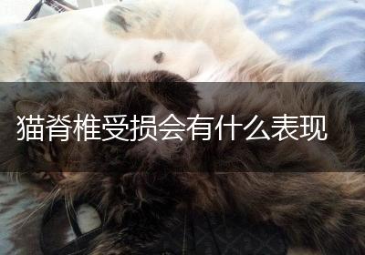 猫脊椎受损会有什么表现