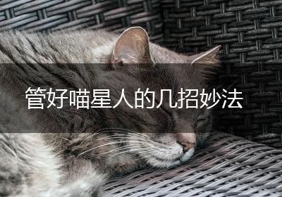 管好喵星人的几招妙法