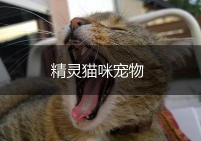 精灵猫咪宠物