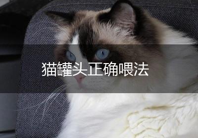 猫罐头正确喂法