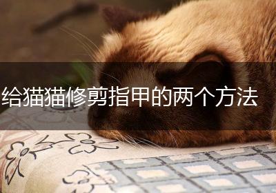 给猫猫修剪指甲的两个方法
