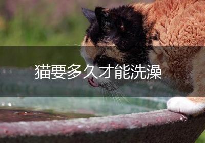 猫要多久才能洗澡