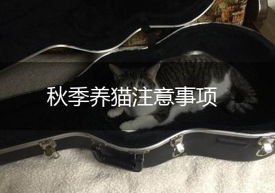 秋季养猫注意事项