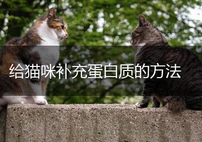 给猫咪补充蛋白质的方法