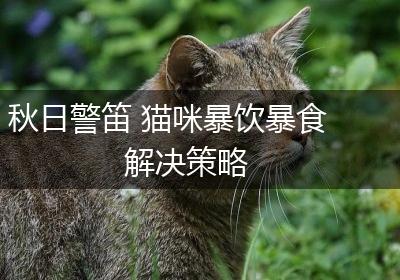 秋日警笛 猫咪暴饮暴食解决策略
