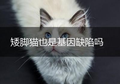 矮脚猫也是基因缺陷吗