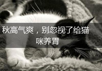 秋高气爽，别忽视了给猫咪养胃