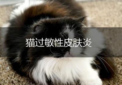 猫过敏性皮肤炎