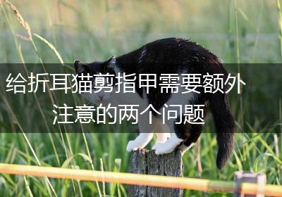 给折耳猫剪指甲需要额外注意的两个问题