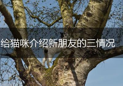 给猫咪介绍新朋友的三情况