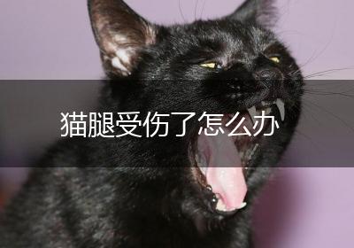 猫腿受伤了怎么办