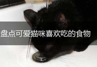 盘点可爱猫咪喜欢吃的食物