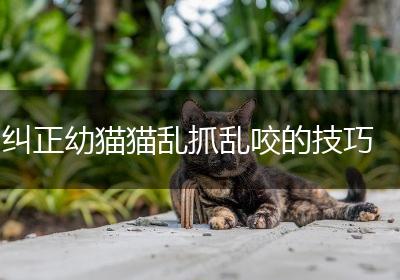 纠正幼猫猫乱抓乱咬的技巧