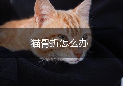 猫骨折怎么办