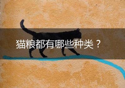 猫粮都有哪些种类？