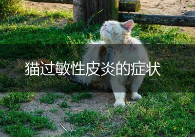 猫过敏性皮炎的症状