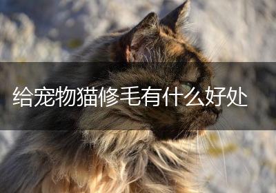 给宠物猫修毛有什么好处