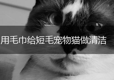 用毛巾给短毛宠物猫做清洁