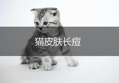 猫皮肤长痘