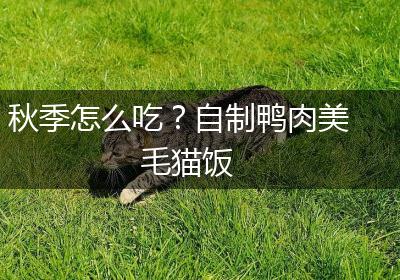 秋季怎么吃？自制鸭肉美毛猫饭