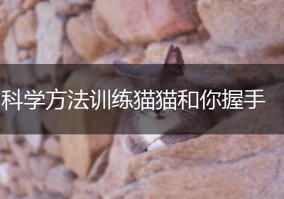 科学方法训练猫猫和你握手