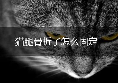 猫腿骨折了怎么固定