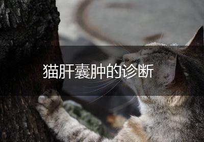 猫肝囊肿的诊断
