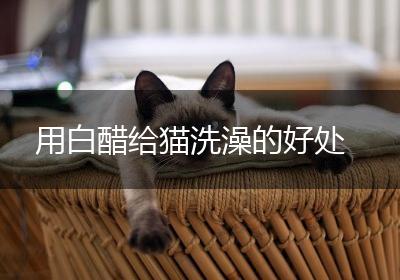 用白醋给猫洗澡的好处