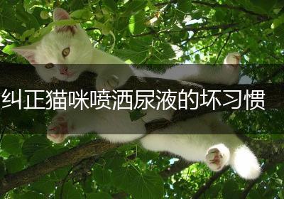 纠正猫咪喷洒尿液的坏习惯