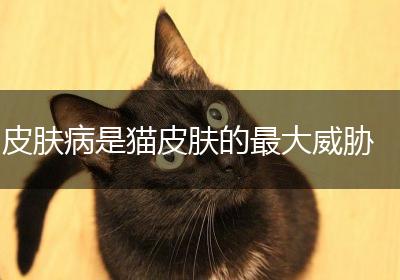 皮肤病是猫皮肤的最大威胁