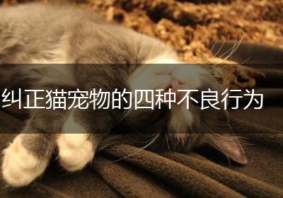 纠正猫宠物的四种不良行为