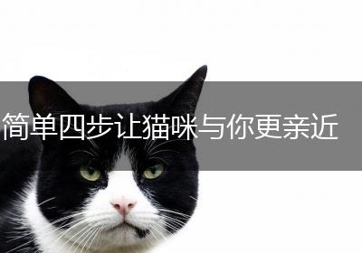 简单四步让猫咪与你更亲近