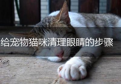 给宠物猫咪清理眼睛的步骤