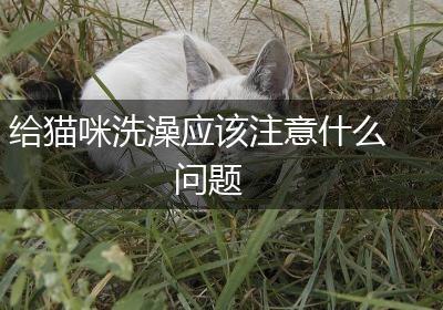 给猫咪洗澡应该注意什么问题