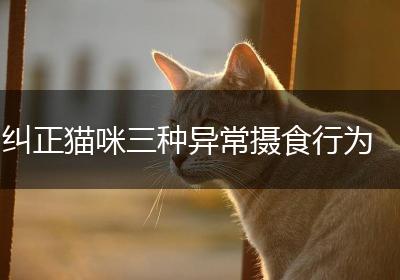 纠正猫咪三种异常摄食行为