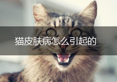猫皮肤病怎么引起的