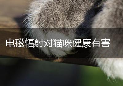 电磁辐射对猫咪健康有害