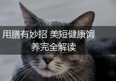用膳有妙招 美短健康饲养完全解读