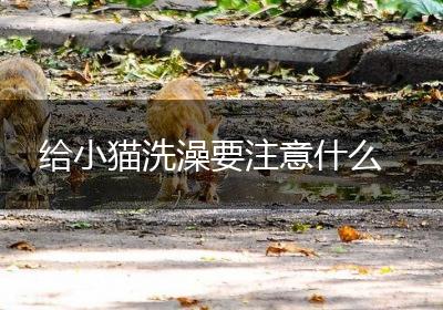 给小猫洗澡要注意什么