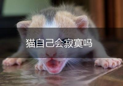 猫自己会寂寞吗