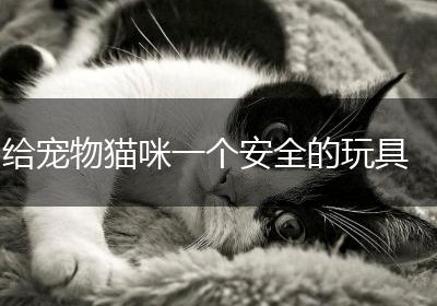 给宠物猫咪一个安全的玩具