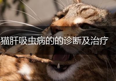 猫肝吸虫病的的诊断及治疗