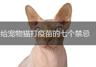 给宠物猫打疫苗的七个禁忌