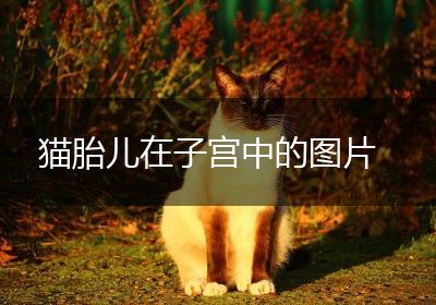 猫胎儿在子宫中的图片