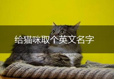 给猫咪取个英文名字