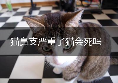 猫鼻支严重了猫会死吗