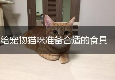 给宠物猫咪准备合适的食具
